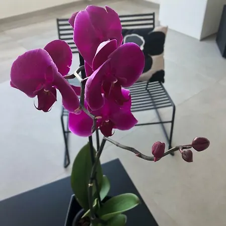 Golden 50 Bed & Breakfast Monopoli